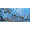 The European robin (Erithacus rubecula) known simply as the robin or robin redbreast