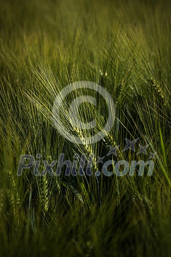 Green field with crops, barley. Cultivation of agricultural crops in on arable fields. Green field with crops, barley. Cultivation of agricultural crops in on arable fields.