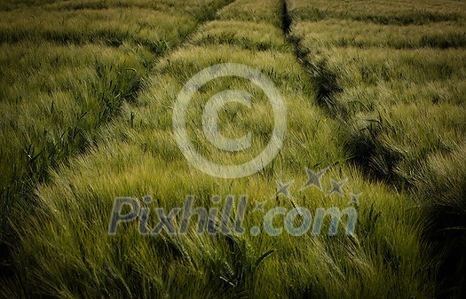 Green field with crops, barley. Cultivation of agricultural crops in on arable fields. Green field with crops, barley. Cultivation of agricultural crops in on arable fields.
