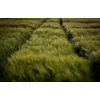 Green field with crops, barley. Cultivation of agricultural crops in on arable fields.