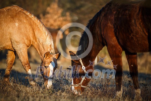 Horses grazing on pasture in warm evening light (color toned image; shallow DOF) Horses grazing on pasture in warm evening light (color toned image; shallow DOF)