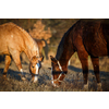 Horses grazing on pasture in warm evening light (color toned image; shallow DOF)