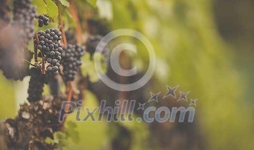 Ripe grapes on vine growing in vineyard at sunset time, selective focus, copy space. Vineyards grape at sunset in autumn harvest. Ripe red wine grapes.
