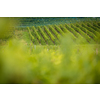 Vineyards at sunset time, selective focus, copy space. Vineyards landscape on a summer afternoon, aproaching the time of harvest.