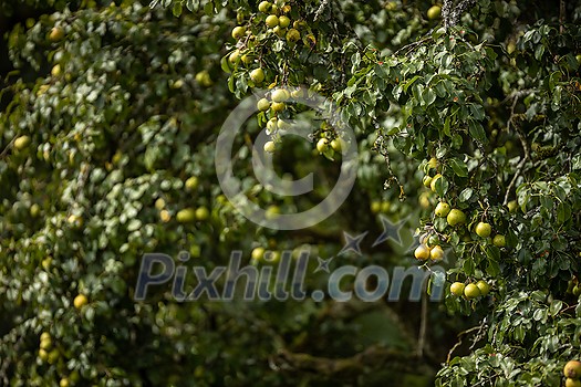 Ripe juicy pears on a tree in a lovely orchard