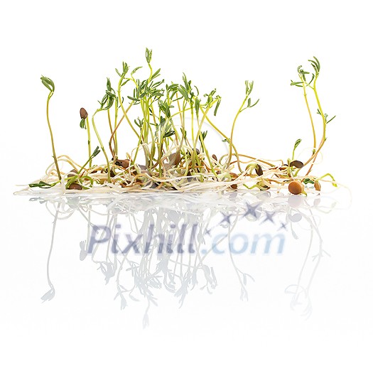 Green lentil sprouts isolated on white, macro food photo. Sprouting French green lentils, also called Puy lentils. Green seedlings and young plants of Lens esculenta puyensis, a healthy microgreen.