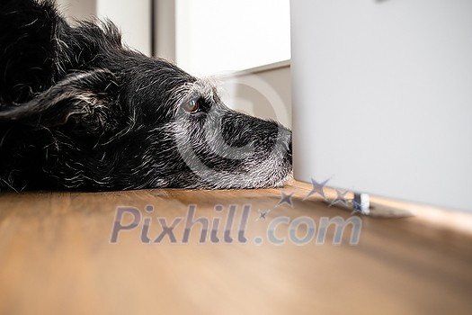 A sad looking dog is waiting for his master to stop working and take him for a walk. A large breed dog looks sad and lonely at home.