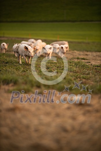 Pigs eating on a meadow in an organic meat farm - telephoto lens shot with good compression, tack sharp Pigs eating on a meadow in an organic meat farm - telephoto lens shot with good compression, tack sharp