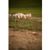 Pigs eating on a meadow in an organic meat farm - telephoto lens shot with good compression, tack sharp