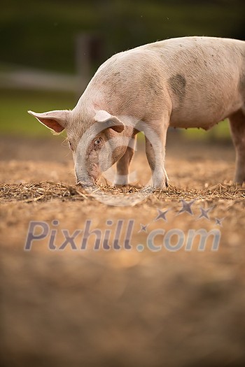 Pigs eating on a meadow in an organic meat farm - telephoto lens shot with good compression, tack sharp