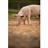 Pigs eating on a meadow in an organic meat farm - telephoto lens shot with good compression, tack sharp