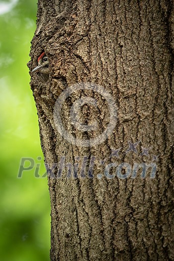 Great spotted woodpecker's young chick looking out from the nest in a tree trunk in spring forest Great spotted woodpecker's young chick looking out from the nest in a tree trunk in spring forest