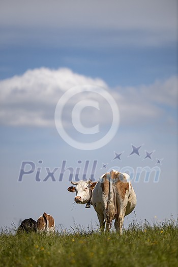 Cows grazing on a lovely green pasture