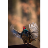 Common pheasant (Phasianus colchicus) in the grass. Male  pheasant during courtship with outstretched wings