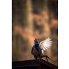 Common pheasant (Phasianus colchicus) in the grass. Male  pheasant during courtship with outstretched wings