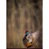 Common pheasant (Phasianus colchicus) in the grass. Male  pheasant during courtship with outstretched wings