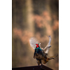 Common pheasant (Phasianus colchicus) in the grass. Male  pheasant during courtship with outstretched wings