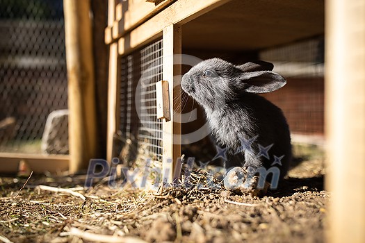 Cute baby rabbits in a farm