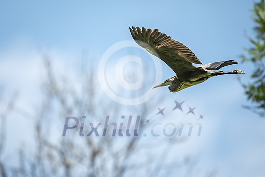 Grey Heron (Ardea cinerea) in flight in lovely evening light - wildlife in its natural habitat Grey Heron (Ardea cinerea) in flight in lovely evening light - wildlife in its natural habitat