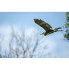 Grey Heron  (Ardea cinerea) in flight in lovely evening light - wildlife in its natural habitat