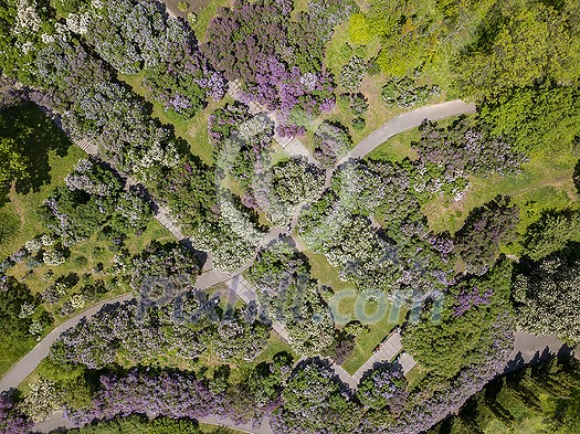 Aerial view of beautiful blooming trees in botanical garden and roads in summer, top view Aerial view of beautiful blooming trees in botanical garden and roads in summer, top view
