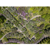 Aerial view of beautiful blooming trees in botanical garden and roads in summer, top view