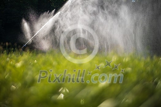 Intense agriculture corn fiekd being irrigatedwith huge amounts of water on a hot summer day