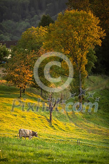 Cows going home from pasture at the close of the day - Regenerative farming concept/Grass fed beef