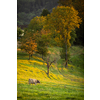 Cows going home from pasture at the close of the day - Regenerative farming concept/Grass fed beef