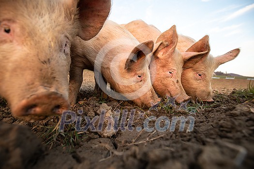 Pigs eating on a meadow in an organic meat farm - wide angle lens shot Pigs eating on a meadow in an organic meat farm - wide angle lens shot