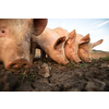 Pigs eating on a meadow in an organic meat farm - wide angle lens shot