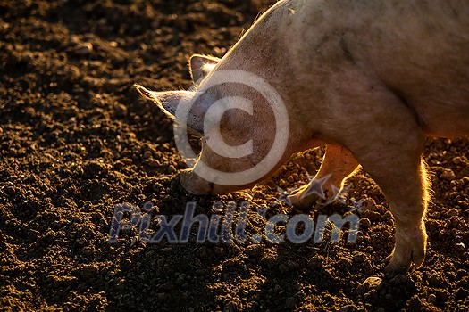 Pigs eating on a meadow in an organic meat farm Pigs eating on a meadow in an organic meat farm