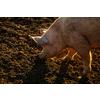 Pigs eating on a meadow in an organic meat farm