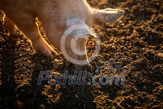 Pigs eating on a meadow in an organic meat farm