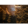 Pigs eating on a meadow in an organic meat farm