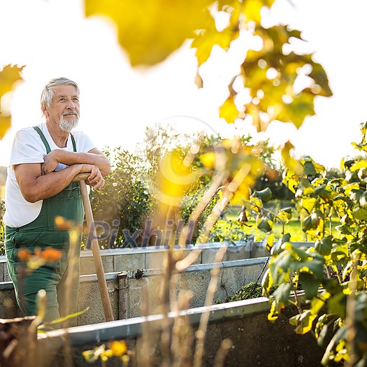 Senior gardenr gardening in his permaculture garden Senior gardenr gardening in his permaculture garden