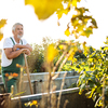 Senior gardenr gardening in his permaculture garden