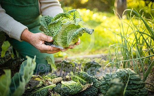 Senior gardener gardening in his permaculture garden -  holding a splendid Savoy Cabbage head