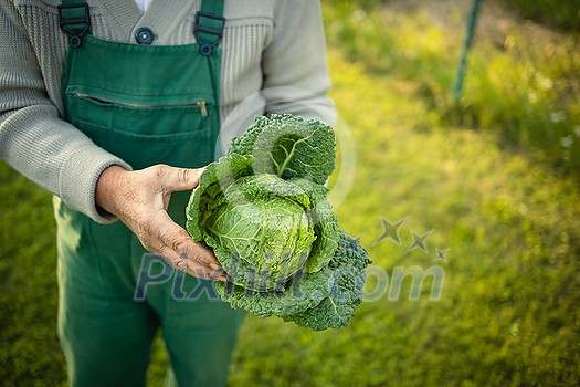 Senior gardener gardening in his permaculture garden - holding a splendid Savoy Cabbage head Senior gardener gardening in his permaculture garden - holding a splendid Savoy Cabbage head
