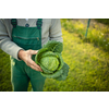 Senior gardener gardening in his permaculture garden -  holding a splendid Savoy Cabbage head