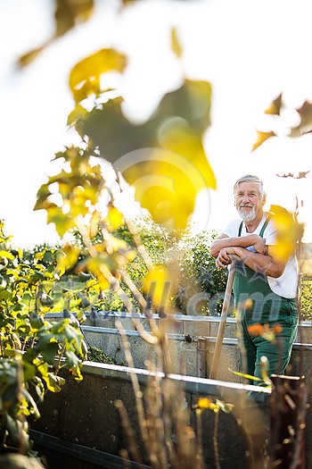 Senior gardenr gardening in his permaculture garden Senior gardenr gardening in his permaculture garden