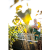 Senior gardenr gardening in his permaculture garden