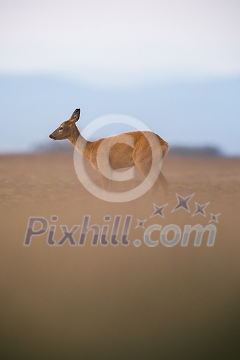 Wild roe deer (Capreolus capreolus) at dusk Wild roe deer (Capreolus capreolus) at dusk