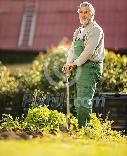 Senior gardenr gardening in his permaculture garden - holding a splendid Savoy Cabbage head Senior gardenr gardening in his permaculture garden - holding a splendid Savoy Cabbage head