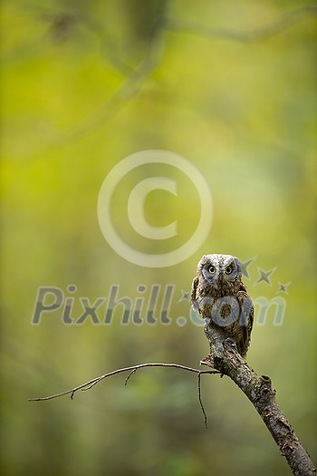 Eurasian scops owl (Otus scops) - Small scops owl on a branch in autumnal forest, its natural habitat Eurasian scops owl (Otus scops) - Small scops owl on a branch in autumnal forest, its natural habitat