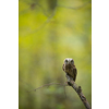 Eurasian scops owl (Otus scops) - Small scops owl on a branch in autumnal forest, its natural habitat