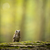 Eurasian scops owl (Otus scops) - Small scops owl on a branch in autumnal forest