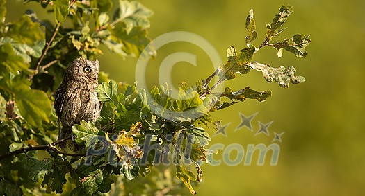 Eurasian scops owl (Otus scops) - Small scops owl on a branch in autumnal forest Eurasian scops owl (Otus scops) - Small scops owl on a branch in autumnal forest