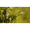 Eurasian scops owl (Otus scops) - Small scops owl on a branch in autumnal forest