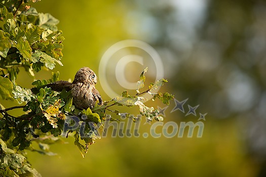 Eurasian scops owl (Otus scops) - Small scops owl on a branch in autumnal forest, its natural habitat Eurasian scops owl (Otus scops) - Small scops owl on a branch in autumnal forest, its natural habitat
